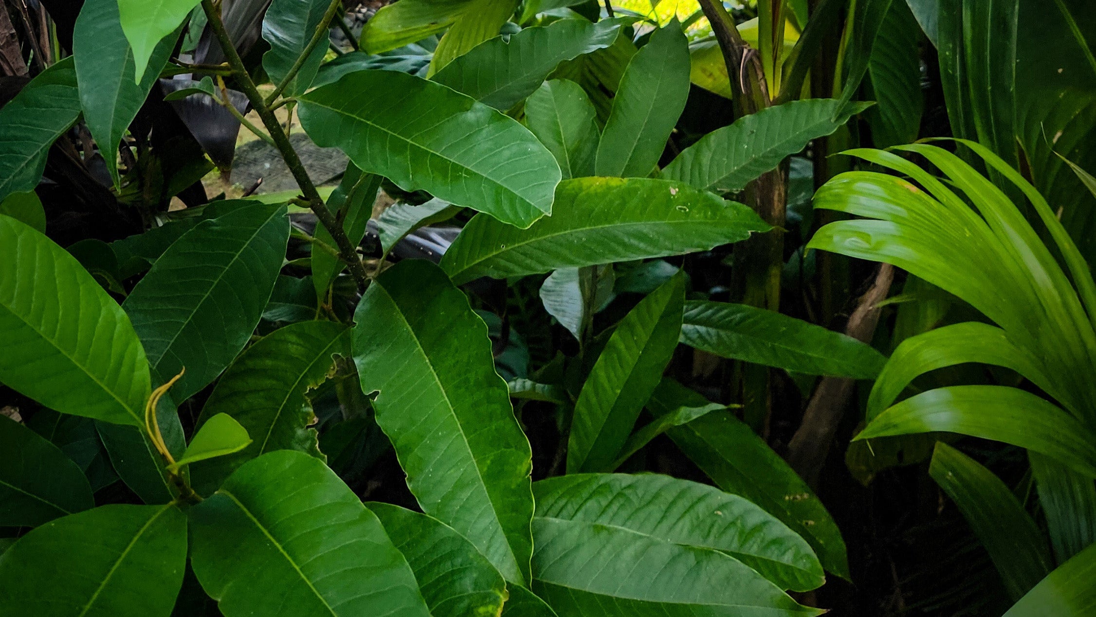 Landscape and Garden Design Brisbane Sunshine Coast