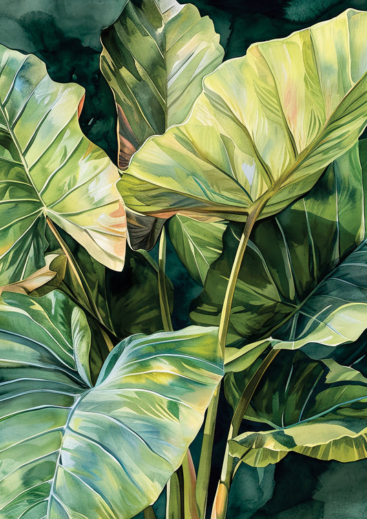 Look at Me Colocasia (Full)