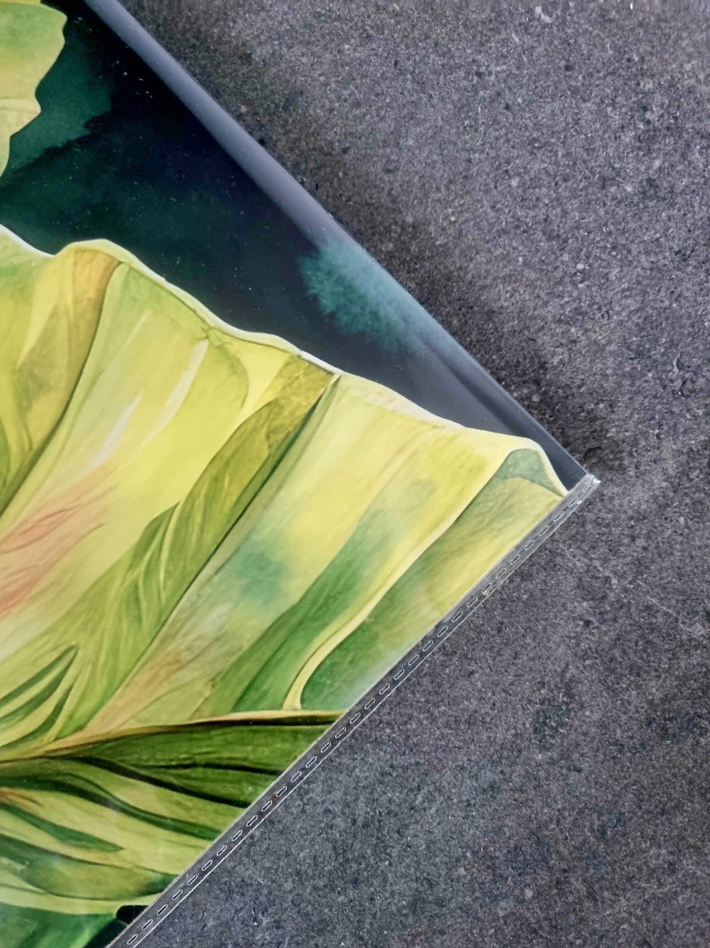 Look at Me Colocasia (Full)